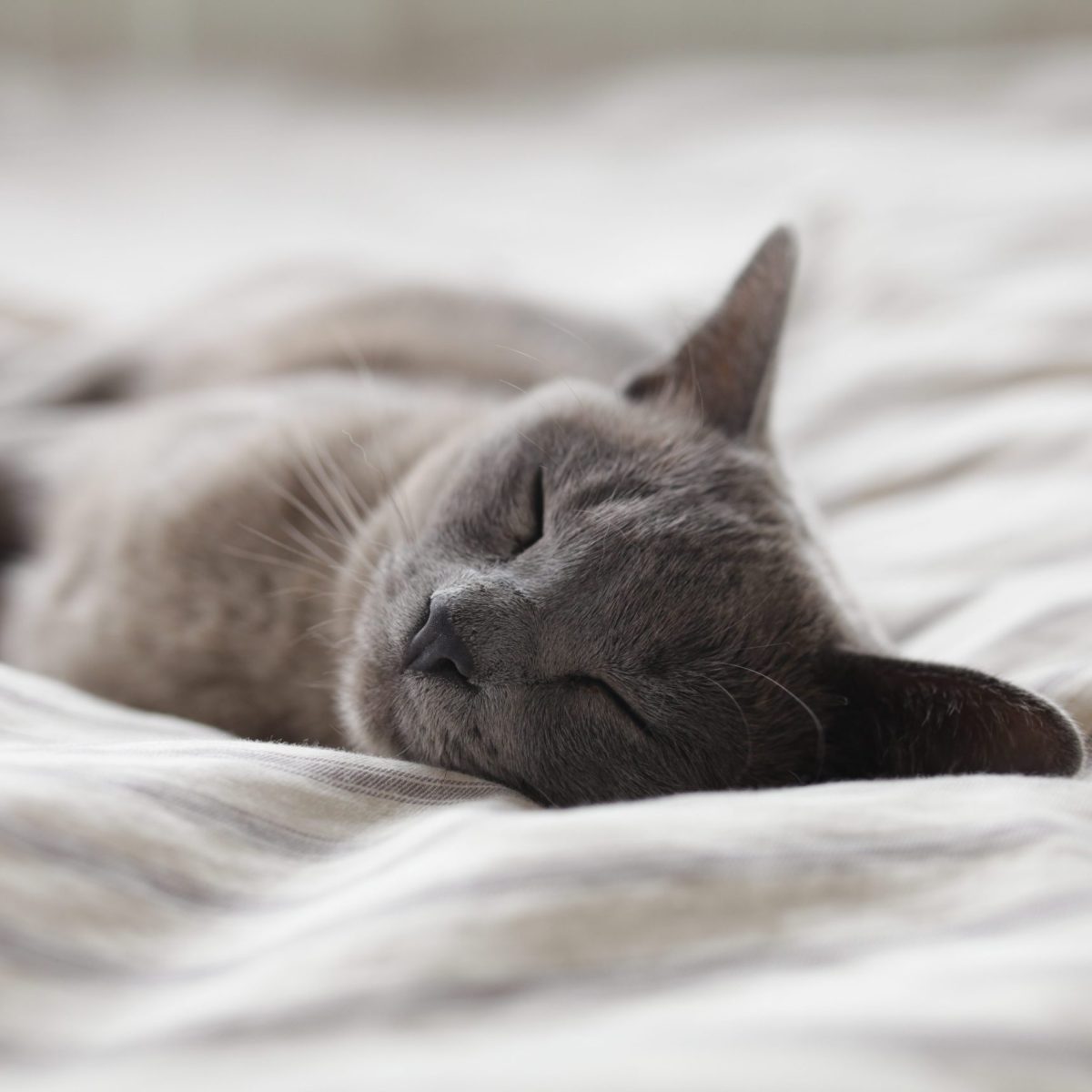 alexander-possingham-CeWNEEsHPbA-unsplash